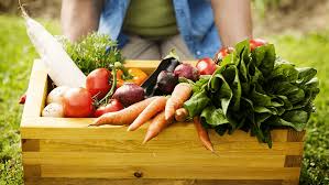 alimento