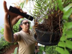 Saúde promove ‘Dia D’ de combate à dengue