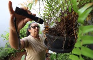 Saúde promove ‘Dia D’ de combate à dengue