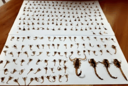 Mais de 300 escorpiões amarelos são encontrados em residência